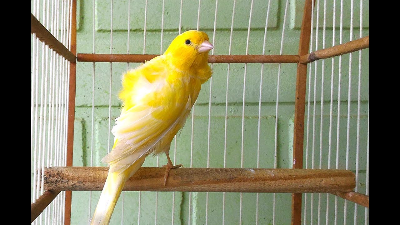 Esquente Seu Canário Belga em 20 Minutos | Canário Belga Cantando Muito - Gravado ao Vivo HD ✔