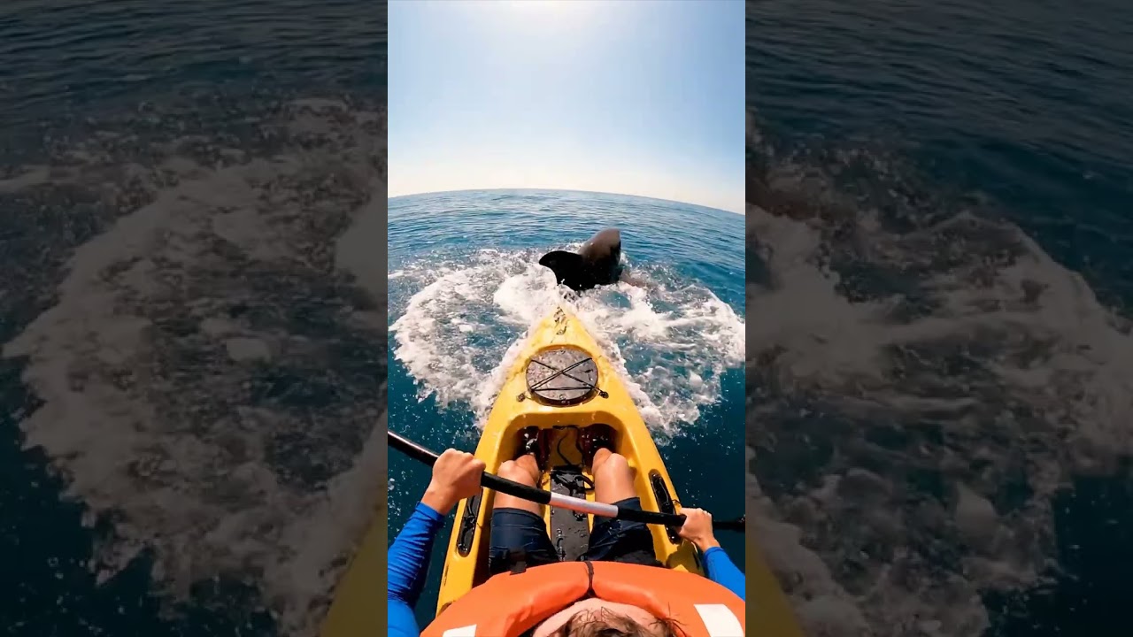 POV: Massive shark rams your kayak while filming 🛶💥 
