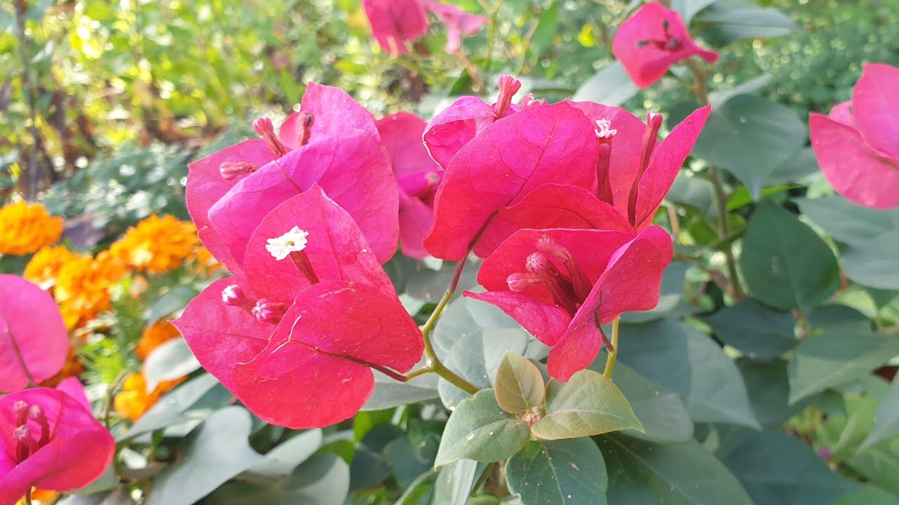 鳳仙花；島倉 千代子－Housenka ; Shimakura Chiyoko - 봉선화