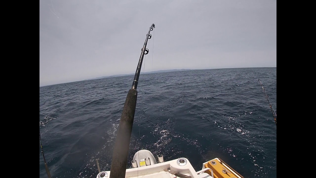 Currarong jervis bay fishing nsw australia mix bag of fish (shark hook up)