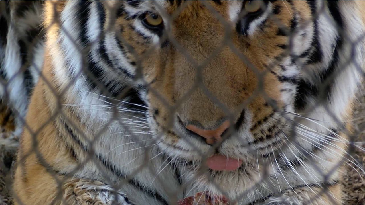 Denver Zoo debuts new tiger exhibit - The Edge