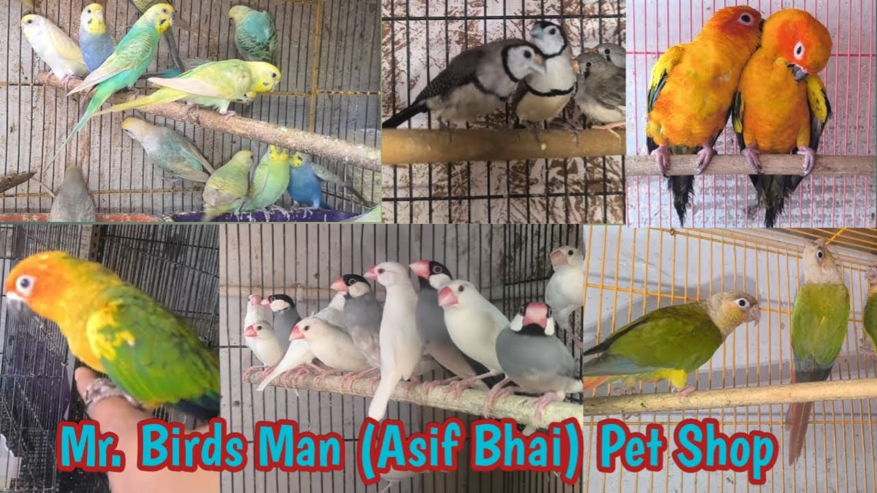 Pet Shop Of Our Mr Birds Man Asif Bhai From Ahmedabad #Birds #pets #parrot #beautifulanimals #exotic