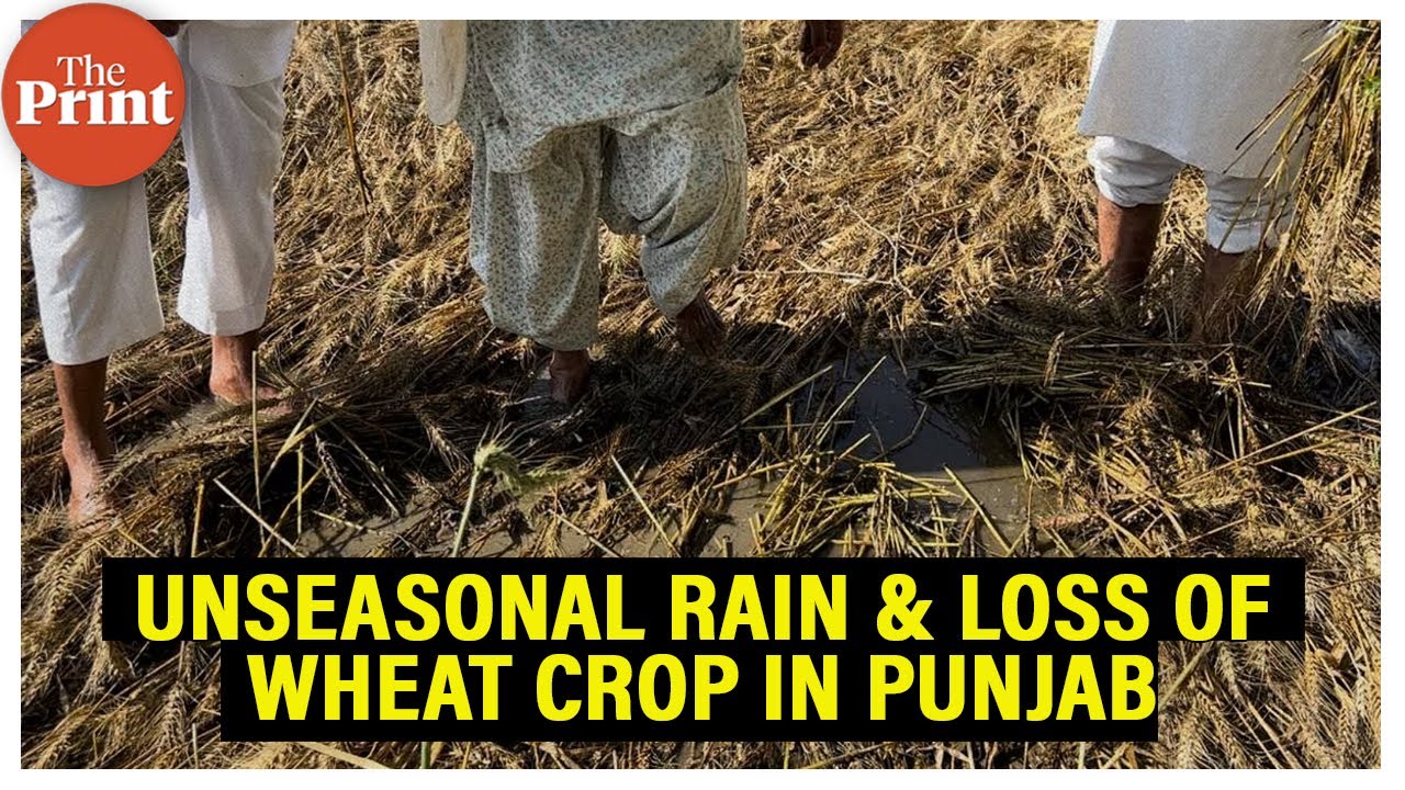 How Unseasonal rains have ruined wheat crop in southwest Punjab, & left farmers in despair