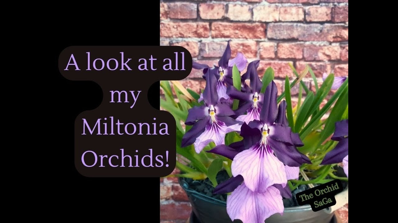 A look at all my Miltonia Orchids! :D