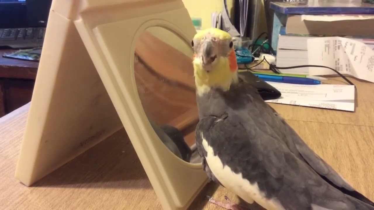 Stumpy Talking to His Friend