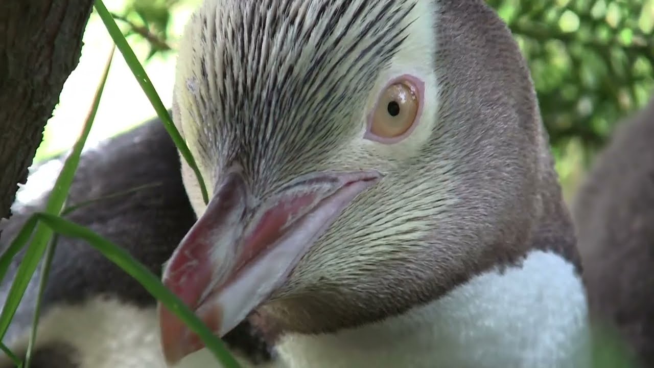 Avian Diversity