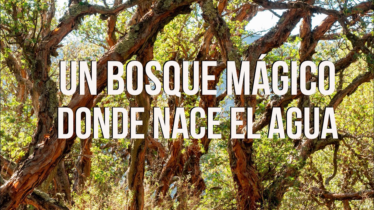 El Árbol de Tabaquillo🌳 (Polylepis australis) y el Agua 💧, Cruzando las sierras Grandes de Córdoba🌎