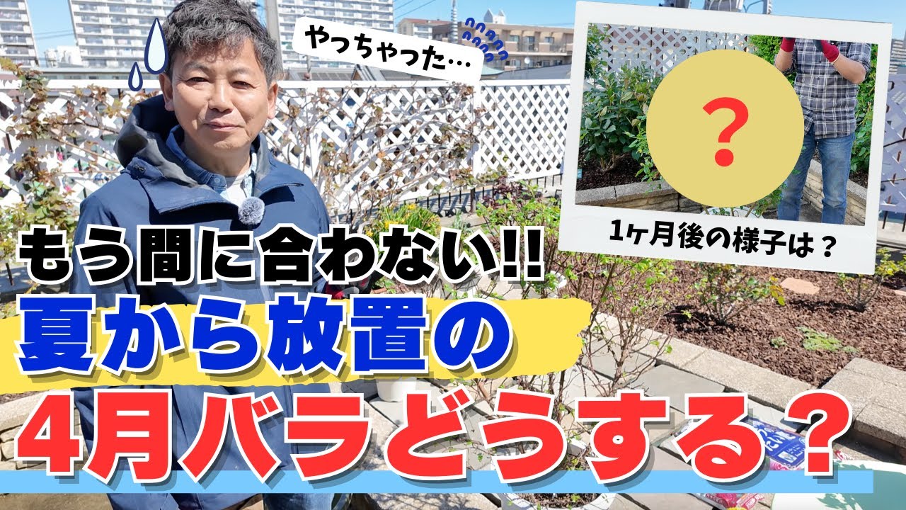 プリュネル救えますか？夏秋～冬～春ずっと放置されていたプリュネル救えますか？（4月）