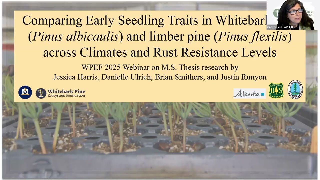 Comparing early seedling traits in P. albicaulis & P. flexilis across climates & rust resist. levels
