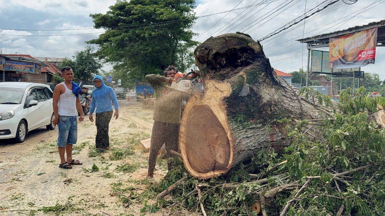 Emergency Tree Removal: Cutting a Rotten Giant While Traffic Backs Up!