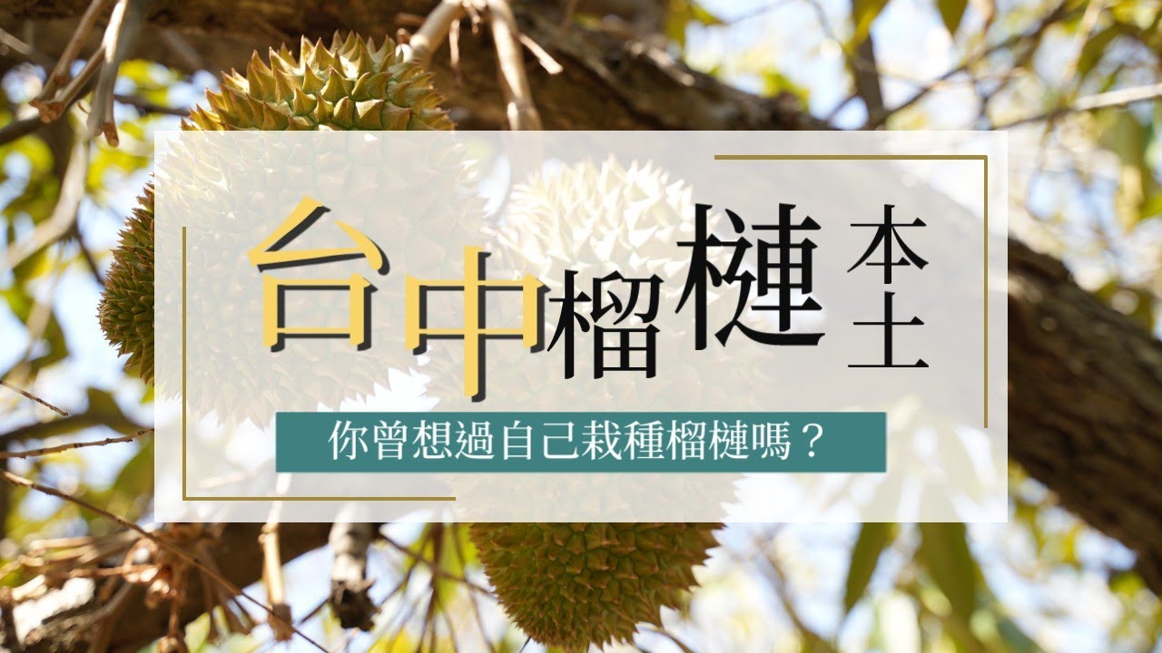 台中也能種榴槤？！什麼樣的地方適合種榴槤？！阿伯到底什麼原因放棄滿山荔枝 一頭踏入榴槤未知的領域！