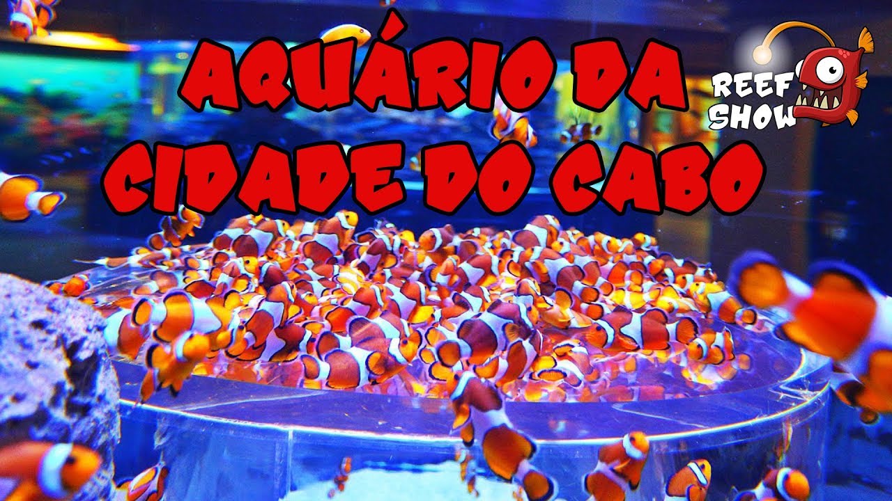 Reef Show #29 - Visita ao Aquário da Cidade do Cabo - Aquário Marinho