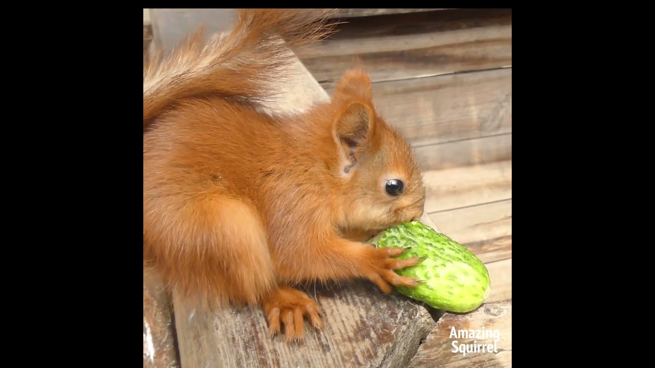 Squirrel loves cucumbers #wildlife #animals #nature #wildlife  #amazinganimals #squirrel #amazing