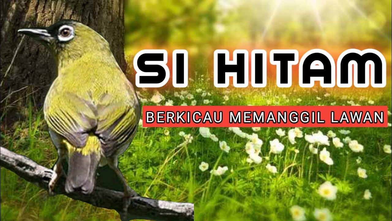 PLECI PAPUA NGEROLL , NGRIWIK , NGALAS , PANCINGAN PLECI PAPUA BAHAN & PLECI PAPUA MACET BUNYI