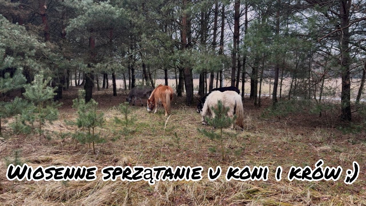 Wiosenne sprzątanie u koni i krów