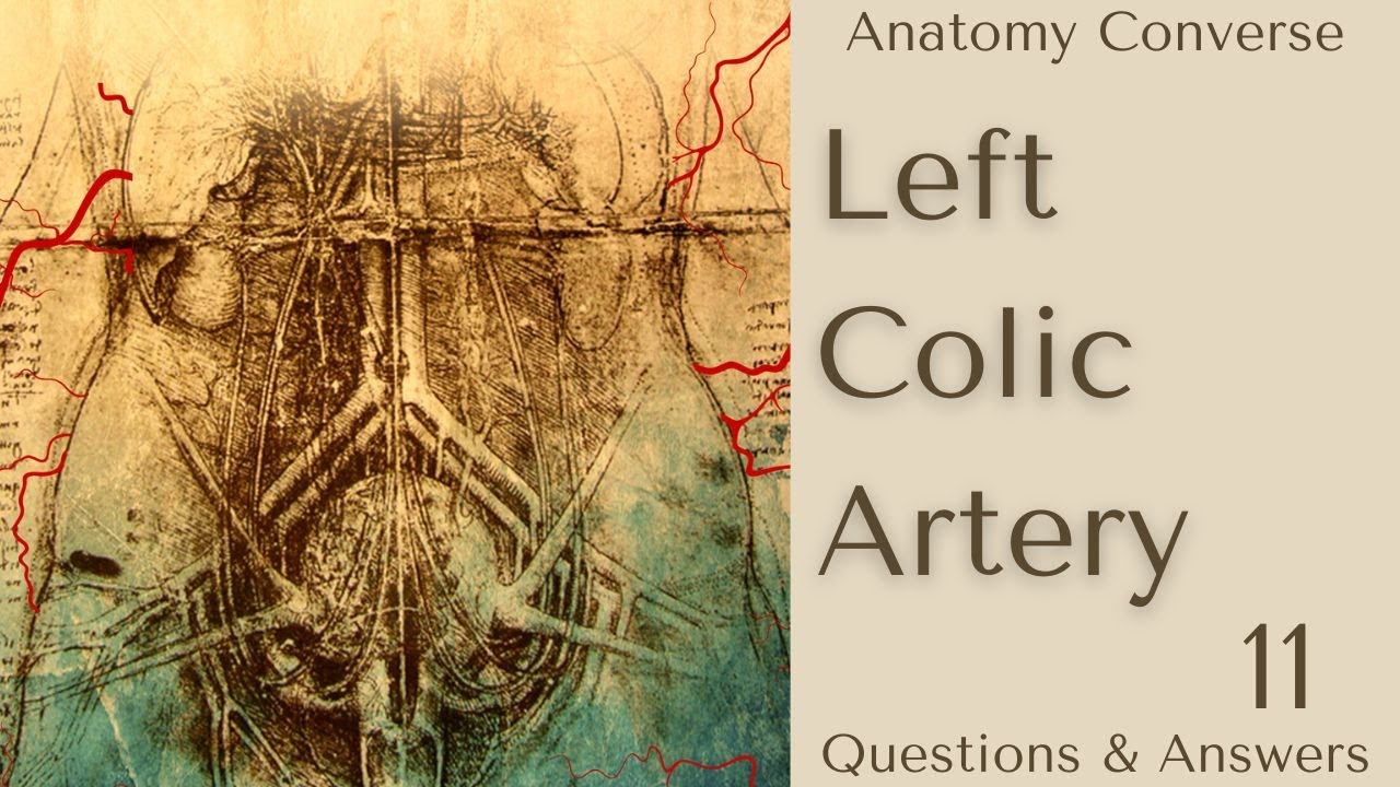 Left Colic Artery Anatomy 11 QA