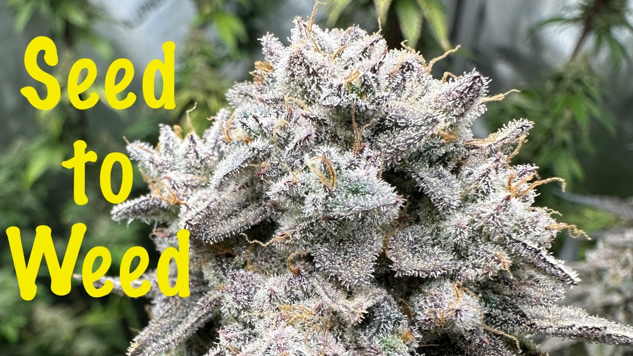 Seed to Weed - 20 Week Cannabis Timelapse - Full Grow, Harvest, Dry, & Show!