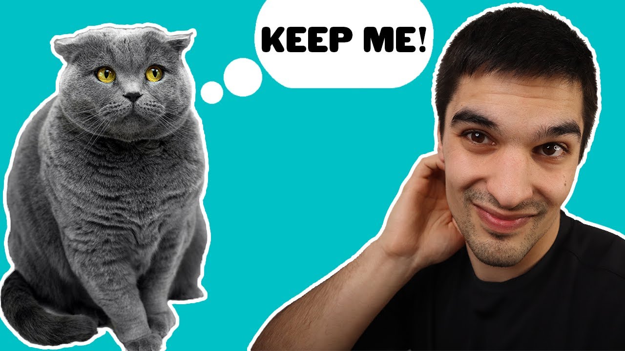Rehoming Your Cat | Should You Feel Guilty About It?