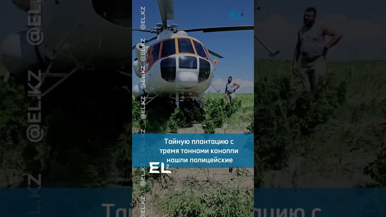 ⚡️Тайную плантацию с тремя тоннами конопли нашли полицейские Алматинской области