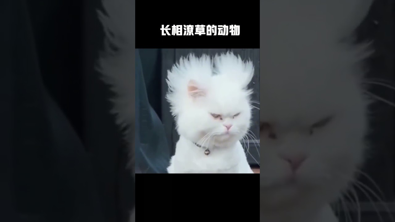 盘点长相潦草的动物，这五官长得真别致啊 #萌宠搞笑视频 #搞笑 #每日一笑 #萌宠搞笑 #狗狗