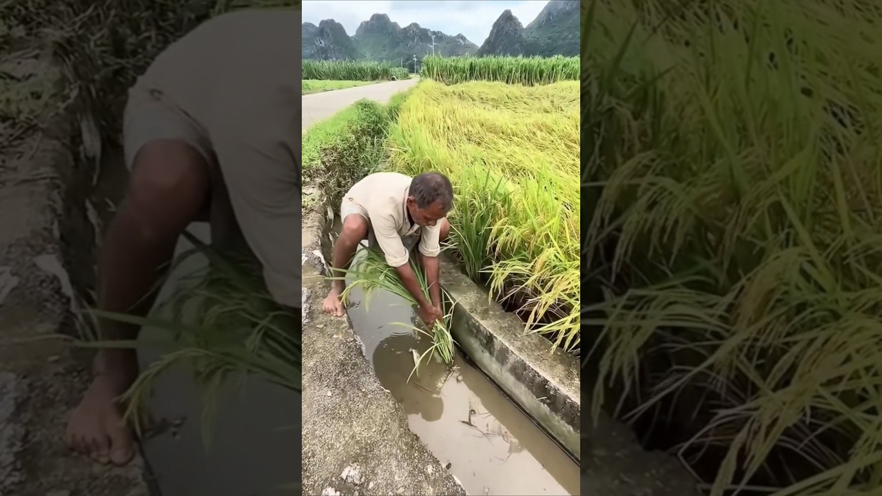 Recovering Fallen Rice Panicles | Farmer Collects Lost Grain After Harvest