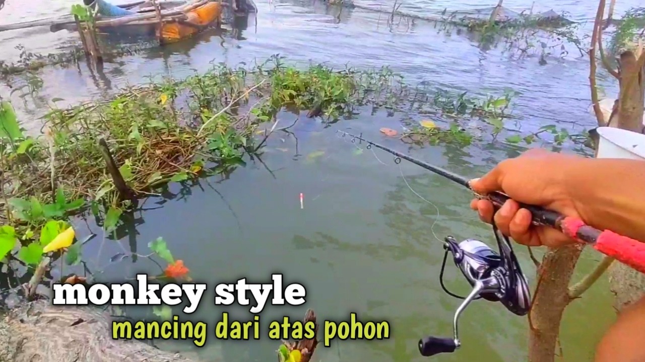 Ternyata ikannya ngumpul di bawah pohon miring ini
