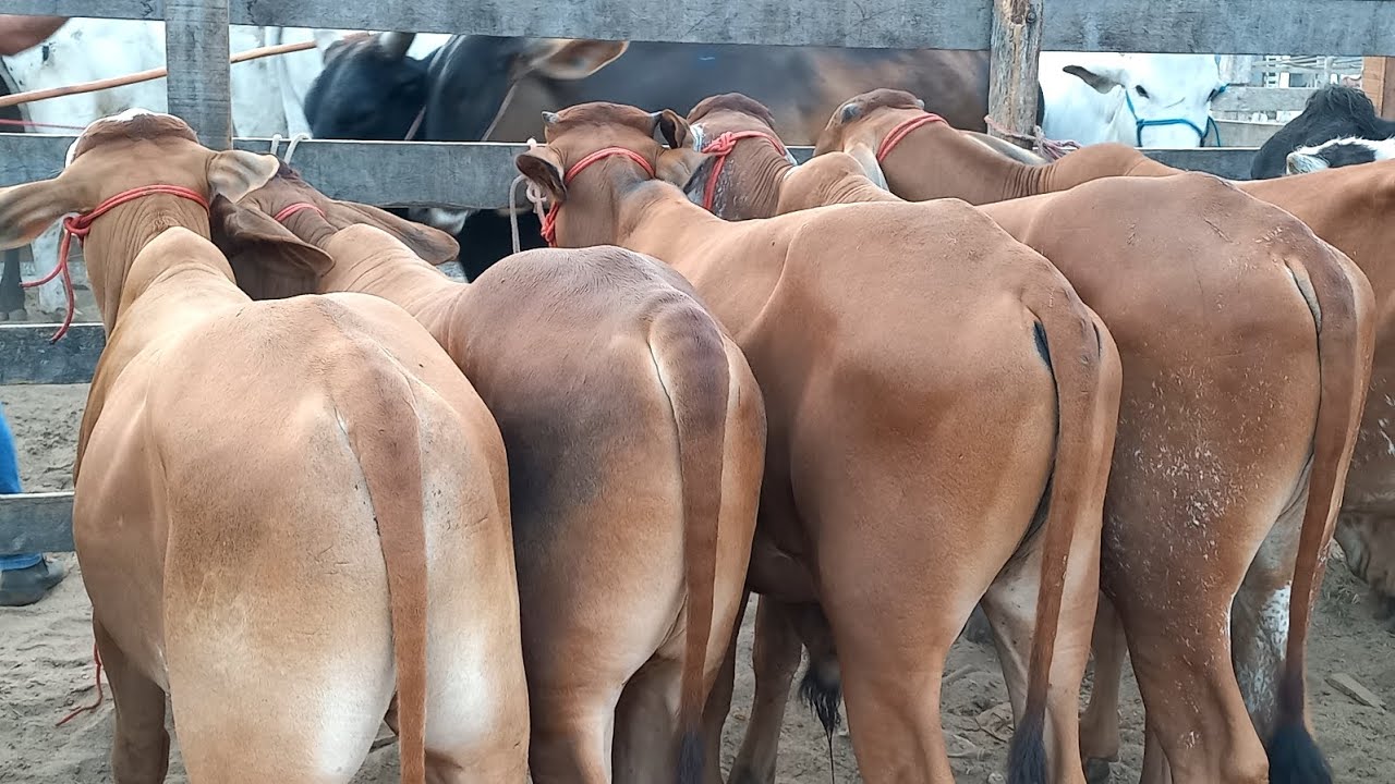 Feira de Gado Capoeiras Pe.30/01/26