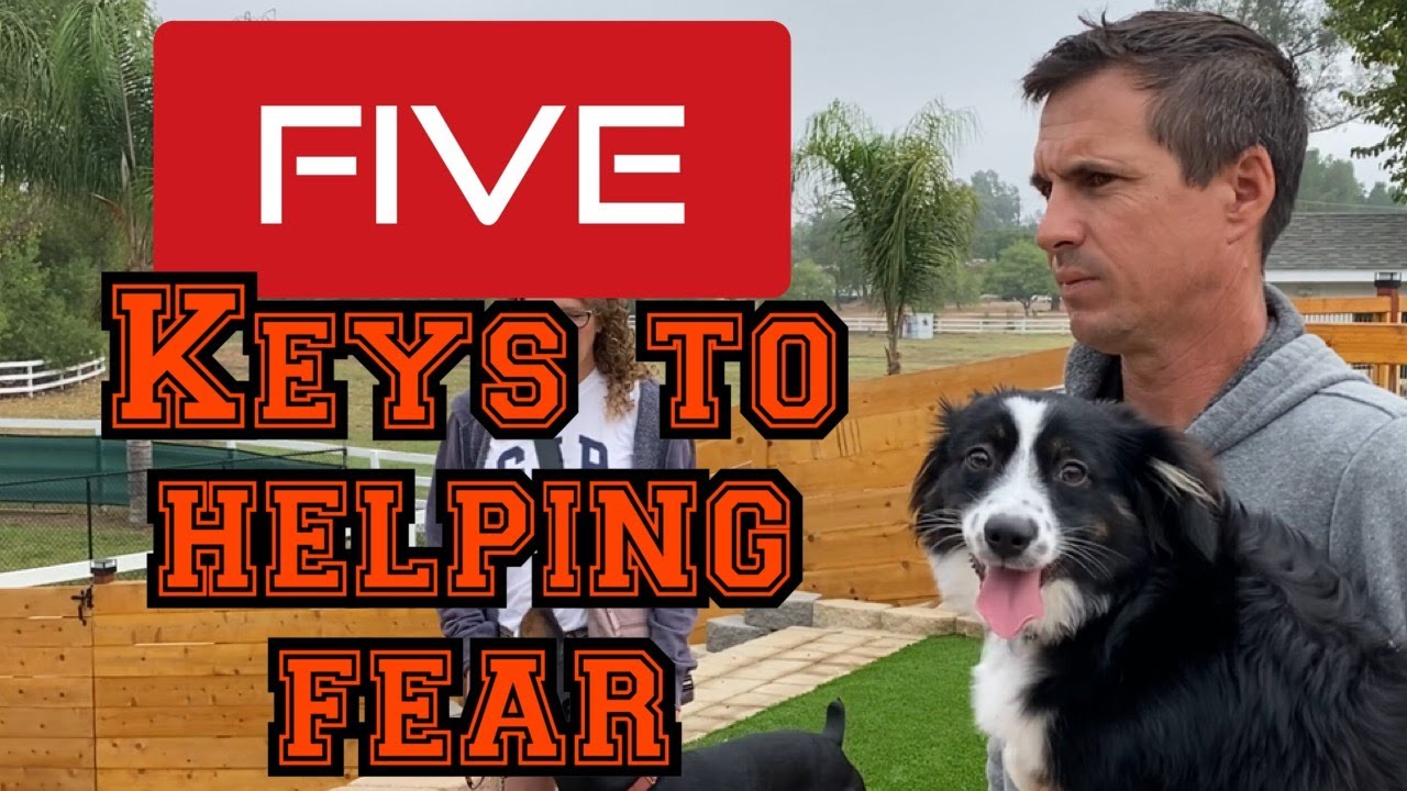 Learn how to help your fearful dog with my 5 keys to fixing fear