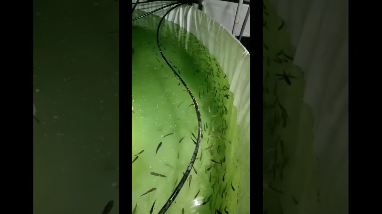 பயயோபிளாக்கில் விரால்
