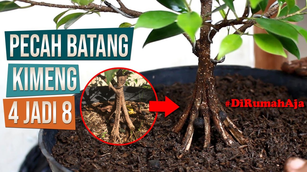 Cara Pecah Batang Bahan Bonsai Kimeng Dari 4 Pecahan Menjadi 8 Pecahan