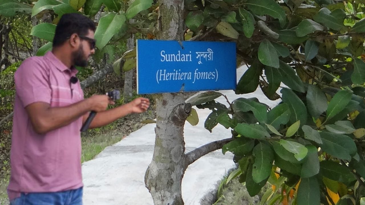 সুন্দরী গাছ | Sundari Tree of Sundarbans | সুন্দরবনের প্রাণ #sundarban #sundari #bangladesh