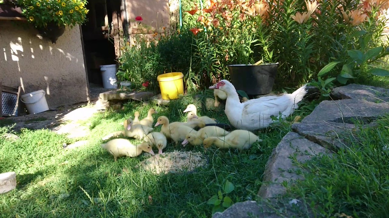 Kachny, kachny, kachny... ducks, ducks, ducks