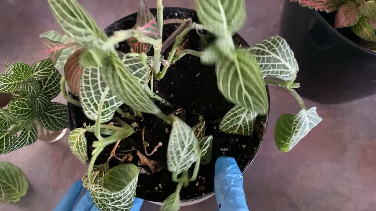 كيف نعمل سندات لبلاب كثيفه  وعمل اكثر من سندانه من الفتونيا