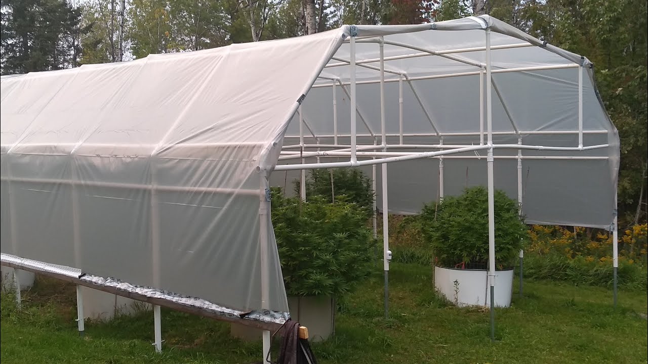 MichiGanja Gardens Grow Big or Go Home Update Outdoor Cannabis Grow 2020 We got the CHRONIC