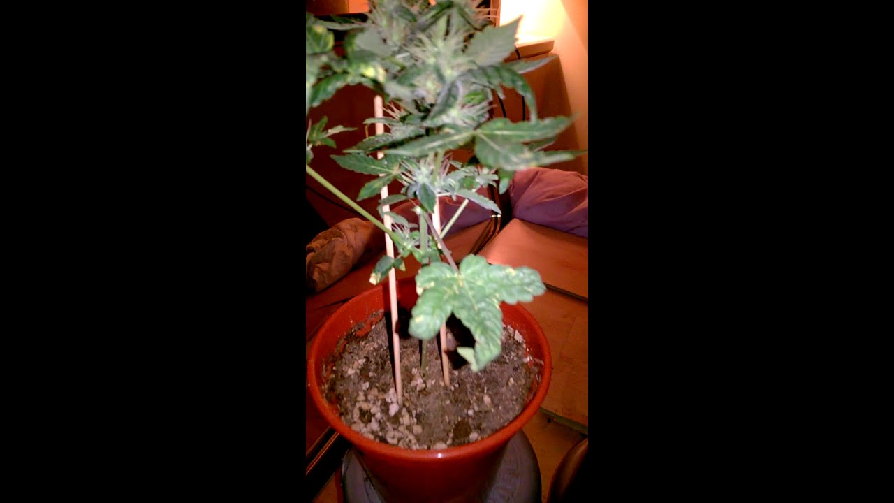 Amnesia Auto update