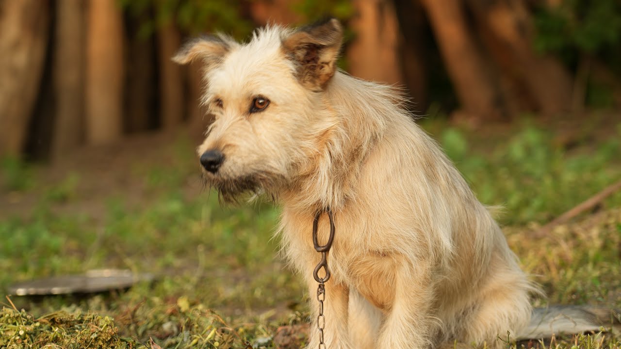 The beautiful life in the country village 