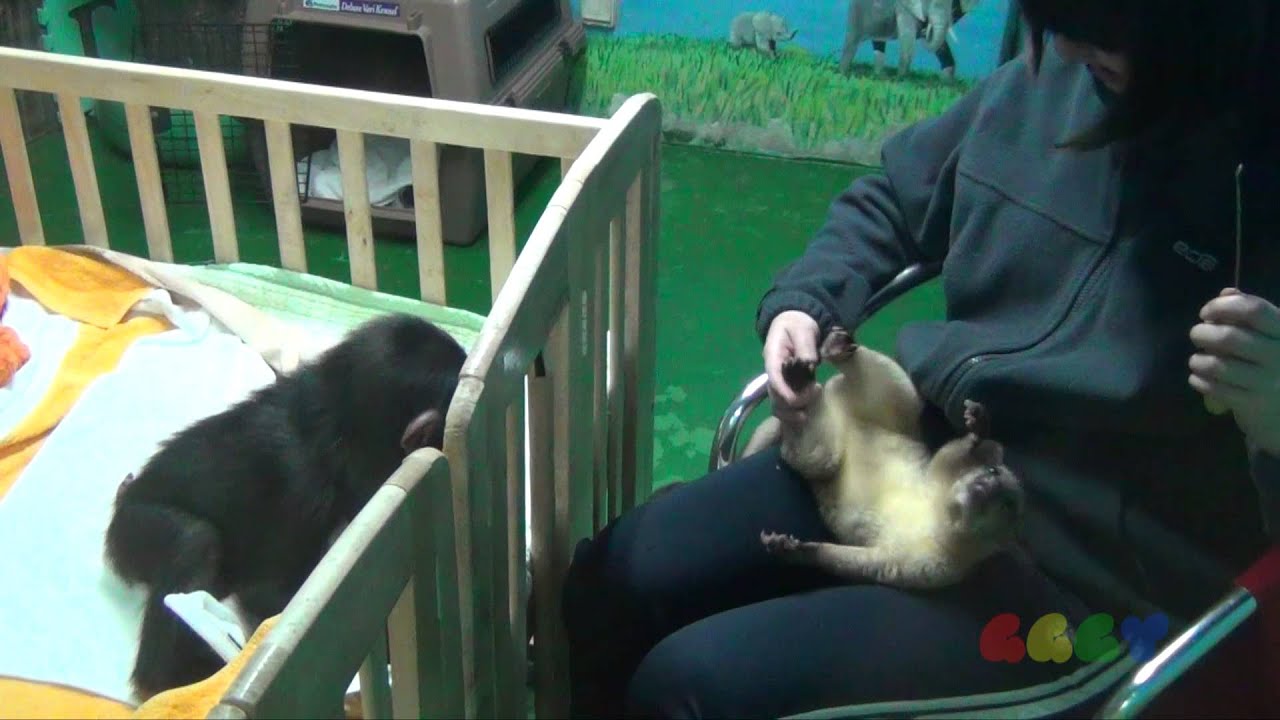 침팬지와 킹카쥬( Baby Chimp & Kinkajou)