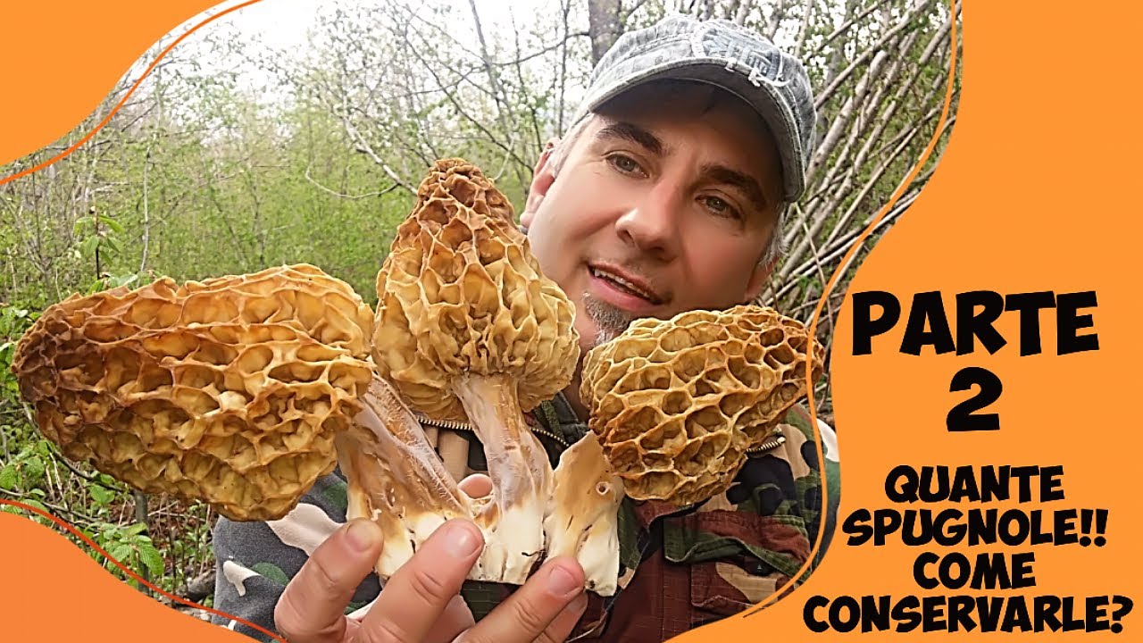 Quante spugnole!!! come conservarle? parte 2