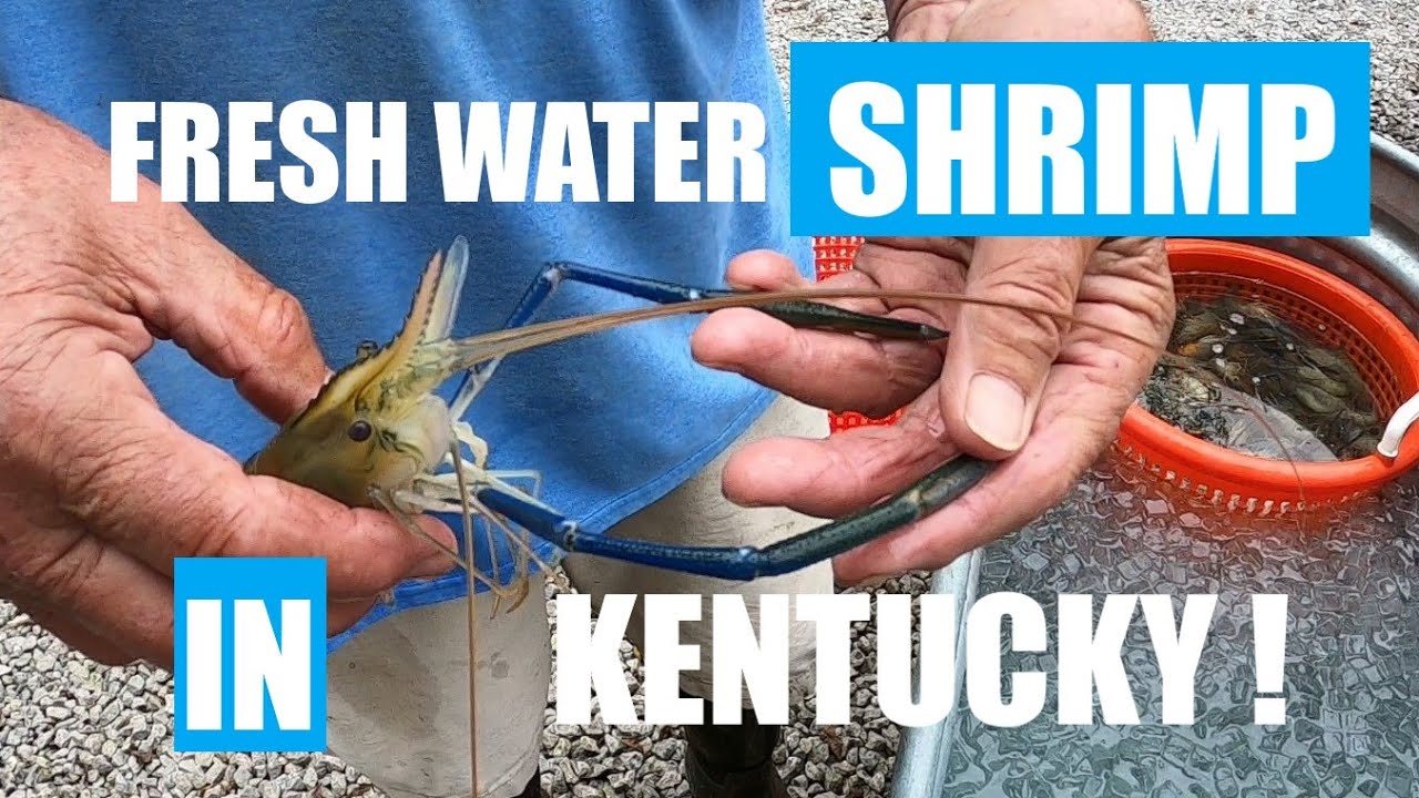 Harvesting Fresh water Shrimp...IN KENTUCKY...