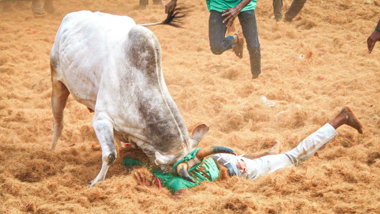 Kajamalaiyil Jallikkattu 2026 Videos 05 | காஜாமலையில் ஜல்லிக்கட்டு 2026 Videos 05