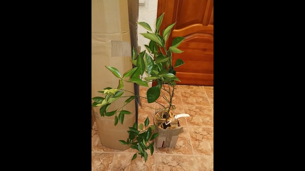 Unboxing citrus plants from nursery Oscar Tintori / Посылка цитрусовых растений с Oscar Tintori
