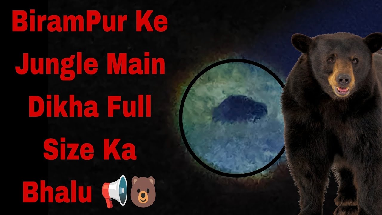😱“Dangerous Moment! Jungle Mein Bhalu Se Samna 😳”“Jungle Mein Achanak Dikha Bhalu 😱 /Real Jungle”📢🐻