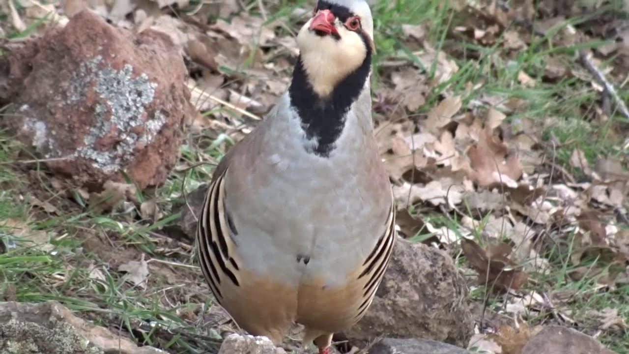 Keklik Avı (Bağlı) - الحجل طائر - куропатка - partridge