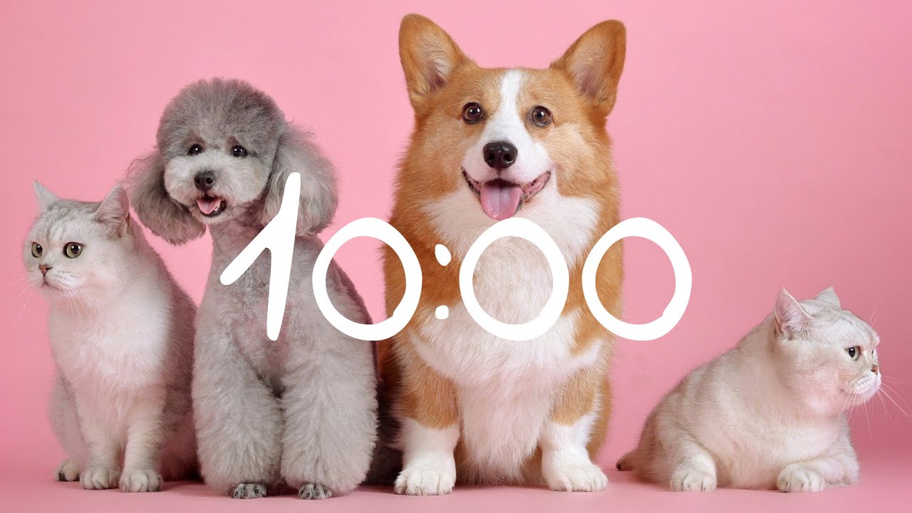 10 Minute Timer Cats and Dogs