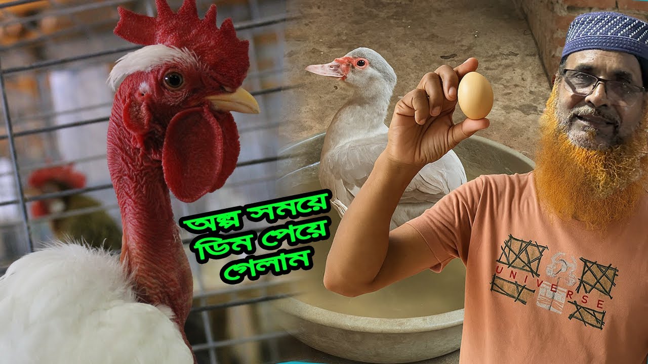 বা'চ্চা বড় না হতেই ডিম পেয়ে গেলাম মাশা_আল্লাহ্‌, অনেক দিন পর নতুন প্রানী নিয়ে আসছি খামারে