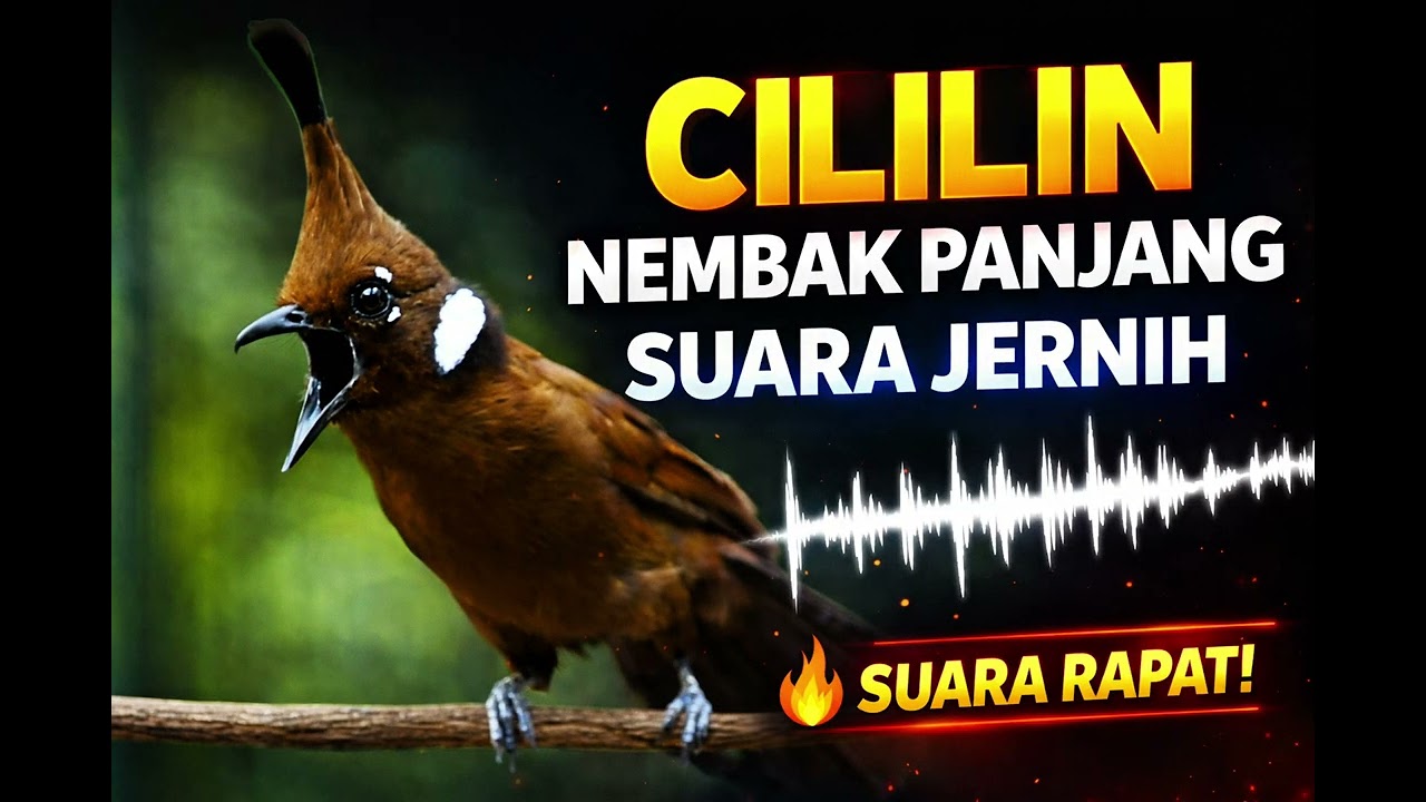 Masteran Cililin Gacor – Nembak Panjang, Suara Jernih!