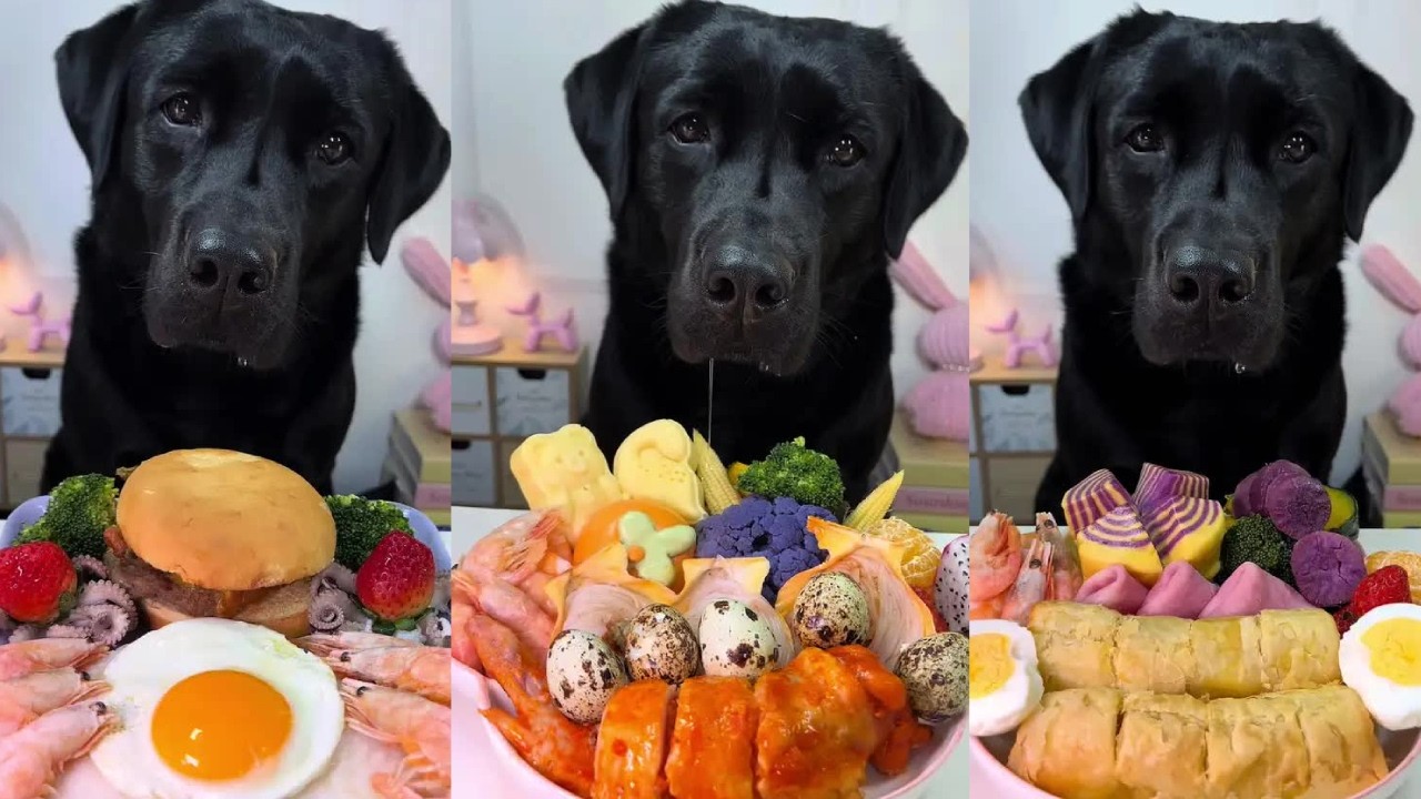 ASMR Dog Mukbang 🐶 | Black Labrador's Flavor Feast: Cajun Chicken Wings Rice & Quail Eggs