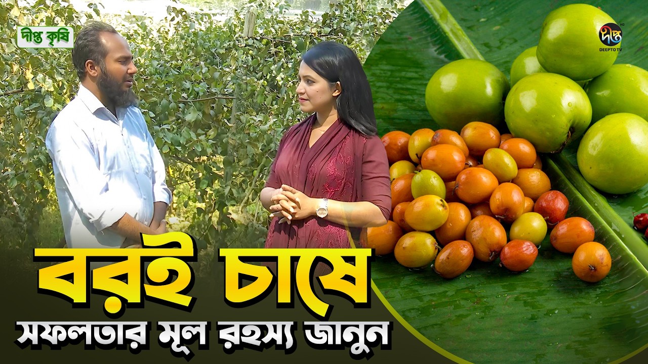 Deepto Krishi l বরই চাষে সফল হয়েছেন মোঃ সাকিব হোসাইন l Boroi farming tips for success l EP 1804