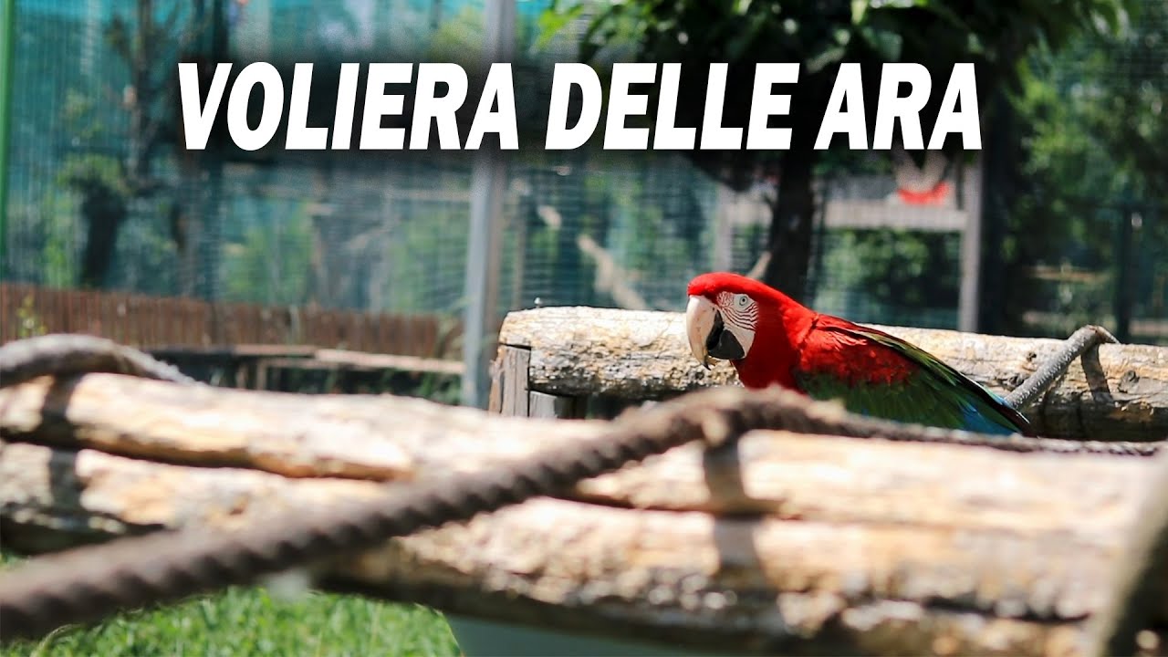 DENTRO la VOLIERA delle ARA al parco SAFARIRAVENNA