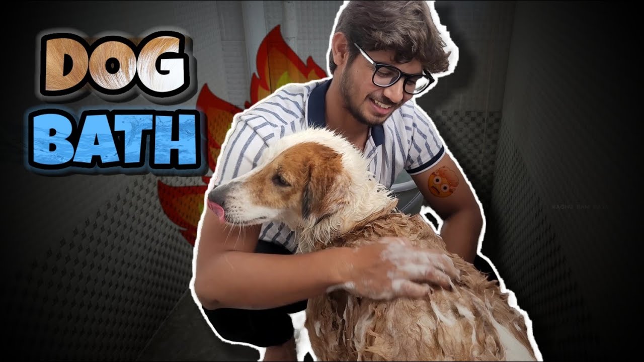 Snoofy bathing *Leaked* footage🙈 #dog #bathing #grooming #funny #vlog #leak #bhattu #trending #viral